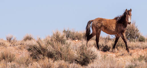 Wild Horses