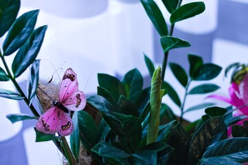 An indoor zamia plant with a fake pink butterfly in front of a curtain (Pesaro, Marche, Italy)