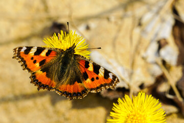 European Small Tortoiseshell butterfly sucks nectar from the yellow coltsfoot flower