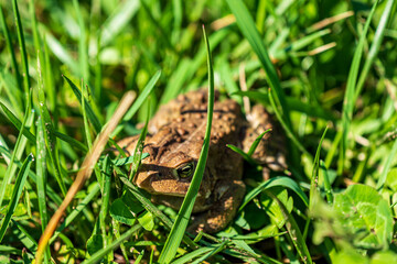 frog in grass