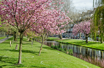 Rotterdam, The Netherlands, April 25, 2021: pink flowering prunus tree on the grassy slopes at...