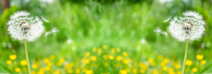 Green field with dandelions and yellow flowers. Landscape summer spring flowers dandelion. Beautiful summer flower background in meadow in beauty in nature