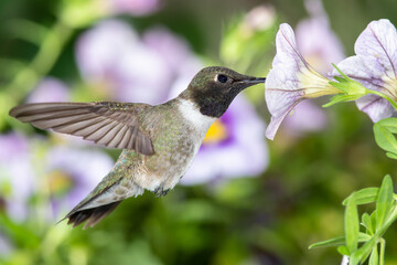 Fototapeta premium Black-Chinned Hummingbird Searching for Nectar Among the Violet Flowers