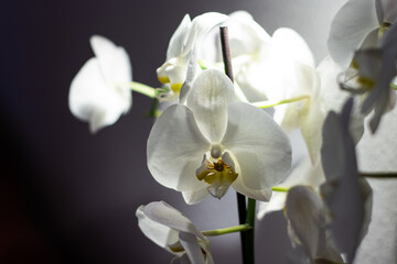 Fototapeta na wymiar White orchid with grey background