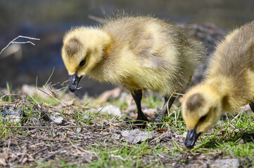 Newborn Goslings Learning to Search for Food