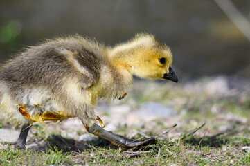 Newborn Gosling Exploring the Fascinating New World