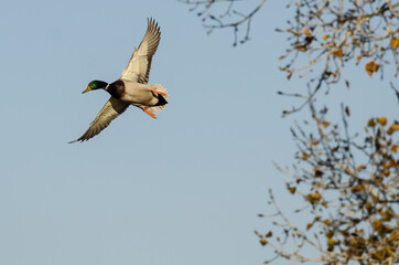 Mallard Duck flying Low Over the Autumn Trees