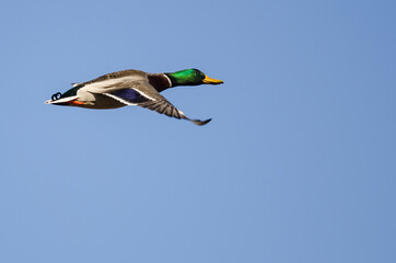 Obraz premium Mallard Duck Flying in a Blue Sky