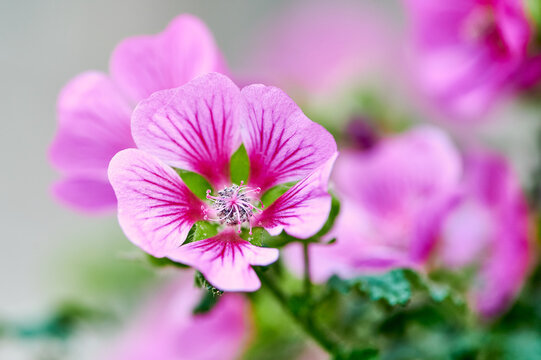macro color photo of a pink and violet mallow flower