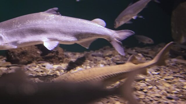 Baikal Omul swims in its natural habitat. School of fish Omul in the waters of Lake Baikal.