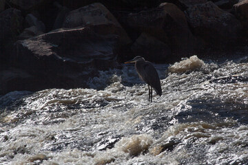 Bird standing in cascades