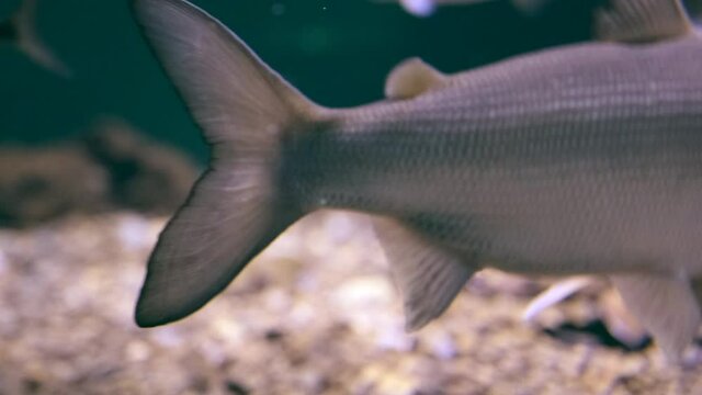 Baikal omul close-up swims in its natural habitat. Fish Omul in the waters of Lake Baikal.