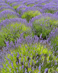 Obraz premium Lavender bushes lush with purple blooms create fun patterns when planted in rows at a lavender farm.