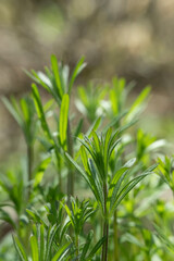 Closeup of a young sprout of catchweed (Galium aparinae).