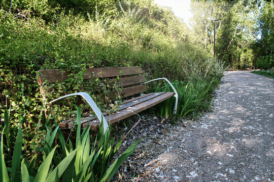 Viejo banco de madera invadido por hojas de setos y naturaleza en un parque