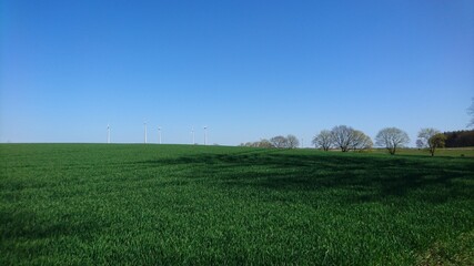 Feld im Frühling