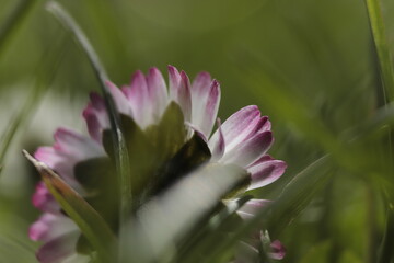 wiosenny  kwiat  stokrotka  w  trawie    na   trawniku - obrazy, fototapety, plakaty