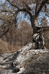 Burnt out tree remnants of a forest fire