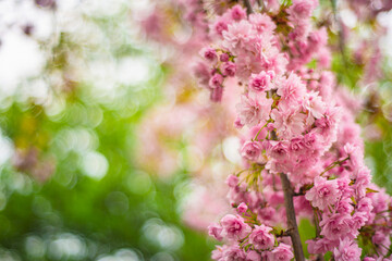 Obraz na płótnie Canvas blooming pink sakura with beautiful bokeh in the background, lush sakura buds in Uzhgorod, bright fresh flowers of Japanese decorative cherry in the city park