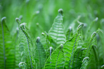 Green flowering fern in spring forest