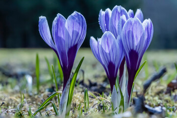 Purple crocus flowers in closeup, selective focus