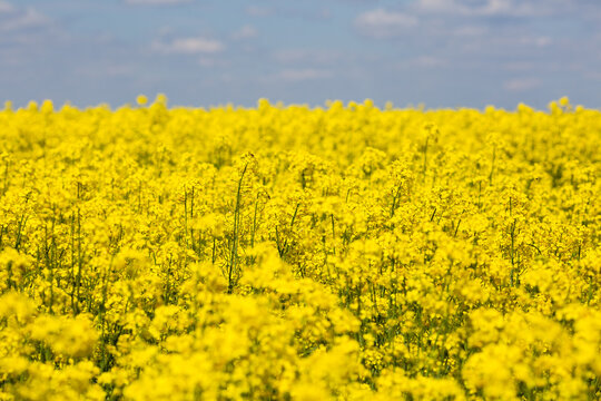 Yellow spring field of canola, rapeseed or rape
