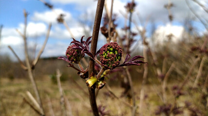 Red elderberry buds close up. Sambucus racemosa bud close up