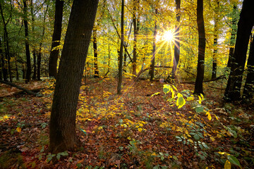 Autumn golden forest. Park recreation area. Autumn in Russia.