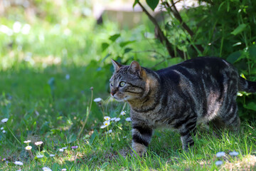 Chat tigré au jardin