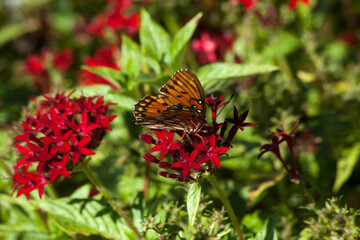Butterfly pollenating the flowers