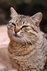 the cat is playing in the garden