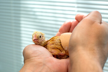 Wet newborn chick just emerging from the egg on the palms