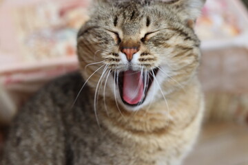 the cat is playing in the garden