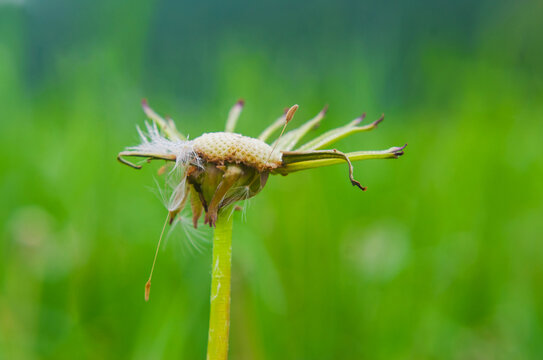 Faded dandelion on a blurred background. All the seeds fell out.
