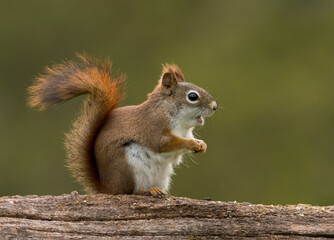 Naklejka na ściany i meble Red squirrel on a tree bark