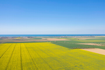 Un champ de colza jaune au milieu de la campagne verdoyante au bord de la mer de la Manche en France, en Normandie, dans le Calvados, au bord de la Manche.