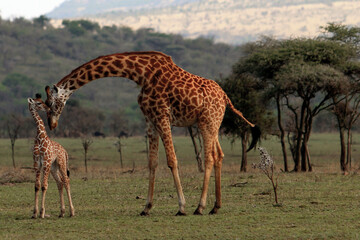 Naklejka na ściany i meble Mother and baby giraffes kissing