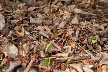 The firebugs (Pyrrhocoris apterus) in a garden	
