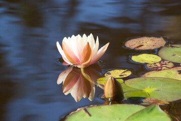 White Water Lily floating among lily pads