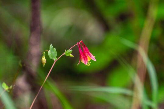 A red columbine flower in the spring