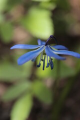 niebieski  kwiatek  wyrósł  na  wiosnę  w  ogrodzie - 430016643