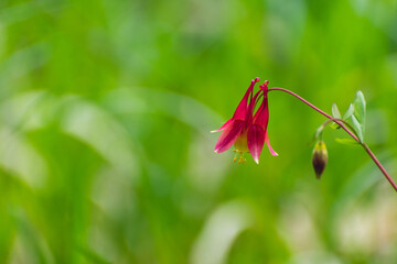 A red columbine flower in the spring