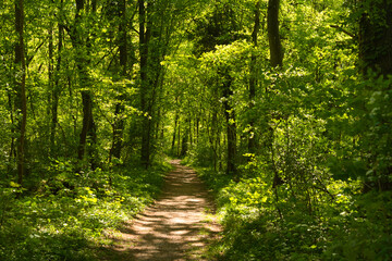 Obraz premium Morgenstimmung in Taubergiessen in der Ortenau