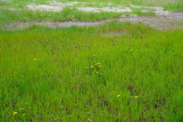 Städtisches Brachland mit Gras und Löwenzahn in Berlin