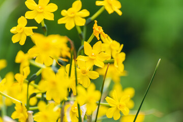 tiny yellow daffodils in Spring