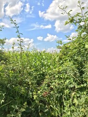 Frontal eye level view of thick wild overgrown shrubbery with tall corn leaves background and scattered cumulus clouds above 