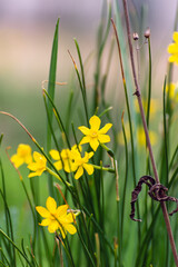 tiny yellow daffodils in Spring