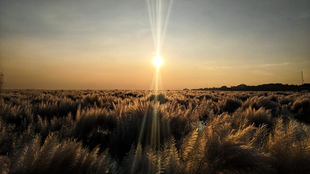 sunset over the fild