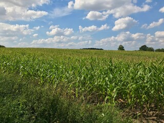 Scenic landscape on green corn field with scattered puffy cumulus clouds 