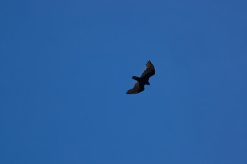Bird flying in a blue sky